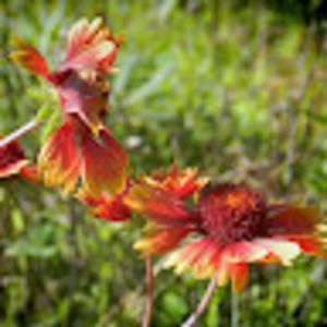 Meet your Posher, Molly